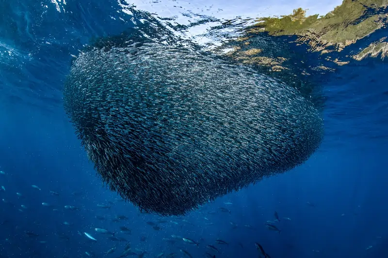 See in the Sea UW International Photocontest