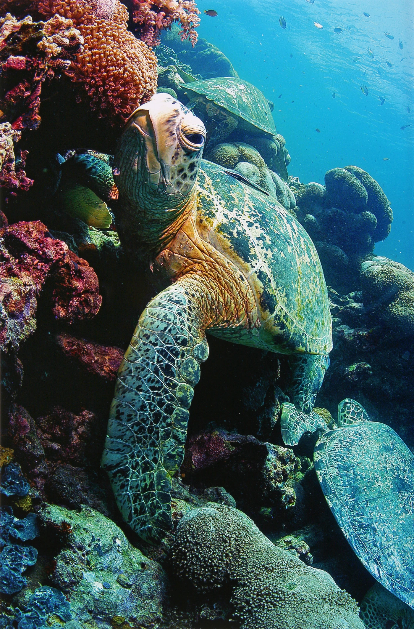 IL RIPOSO DEI TRE MOSCHETTIERI - Wide Angle gold by MARCO  CARACENI , See in the Sea underwater photography contest