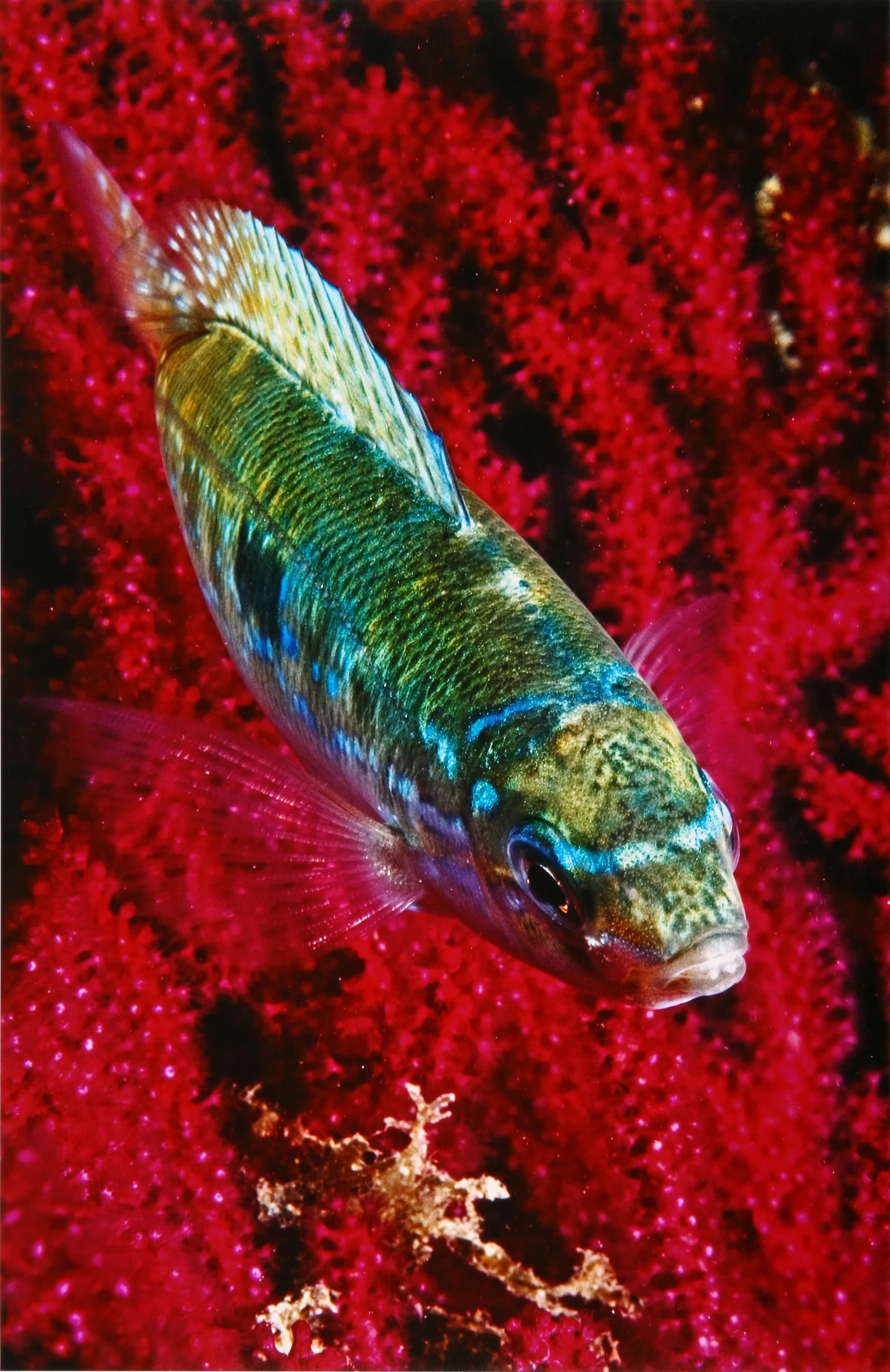 WEDDING CLOTH - Newcomers gold by GABRIELE  DONATI, See in the Sea underwater photography contest