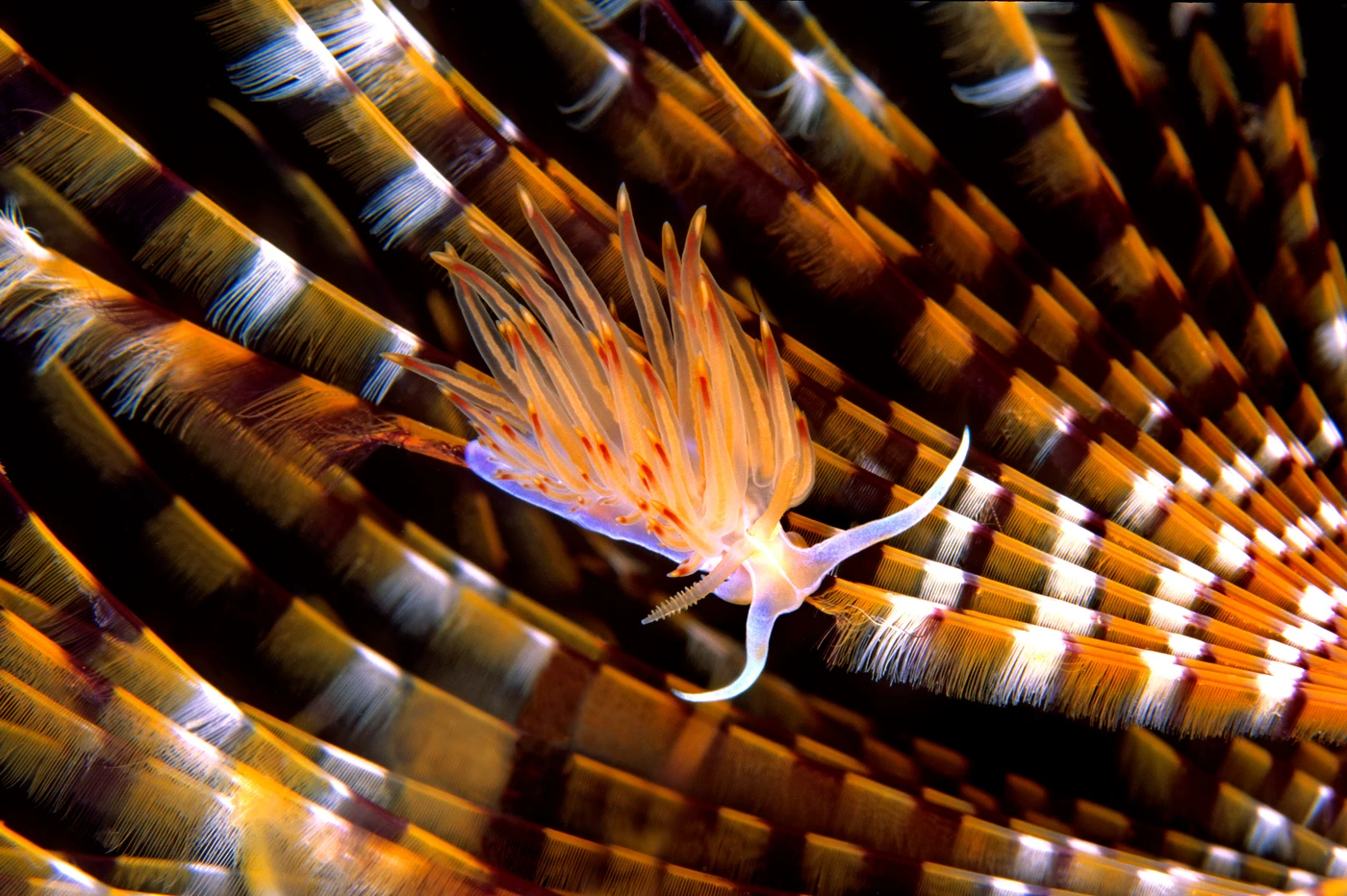 FUNANBOLICA - Storyboard gold by ADRIANO MORETTIN, See in the Sea underwater photography contest