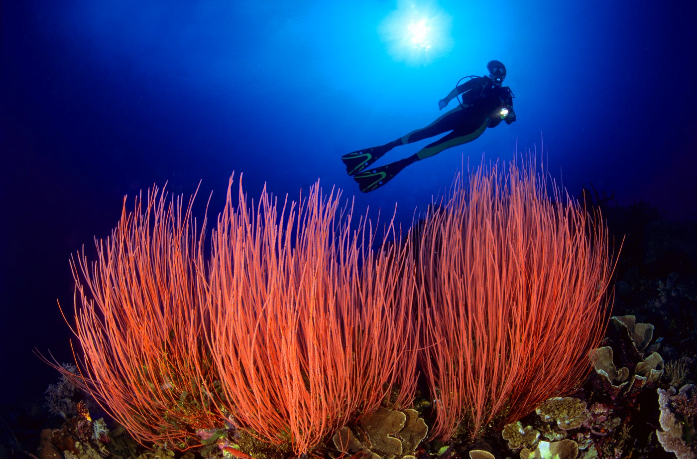 FUOCHI NEL BLU - Storyboard gold by ADRIANO MORETTIN, See in the Sea underwater photography contest