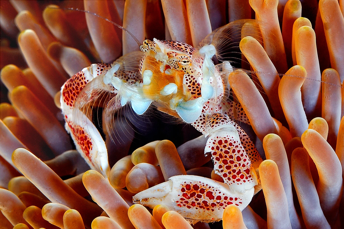 CASA MIA - Storyboard gold by ADRIANO  OCCHI, See in the Sea underwater photography contest