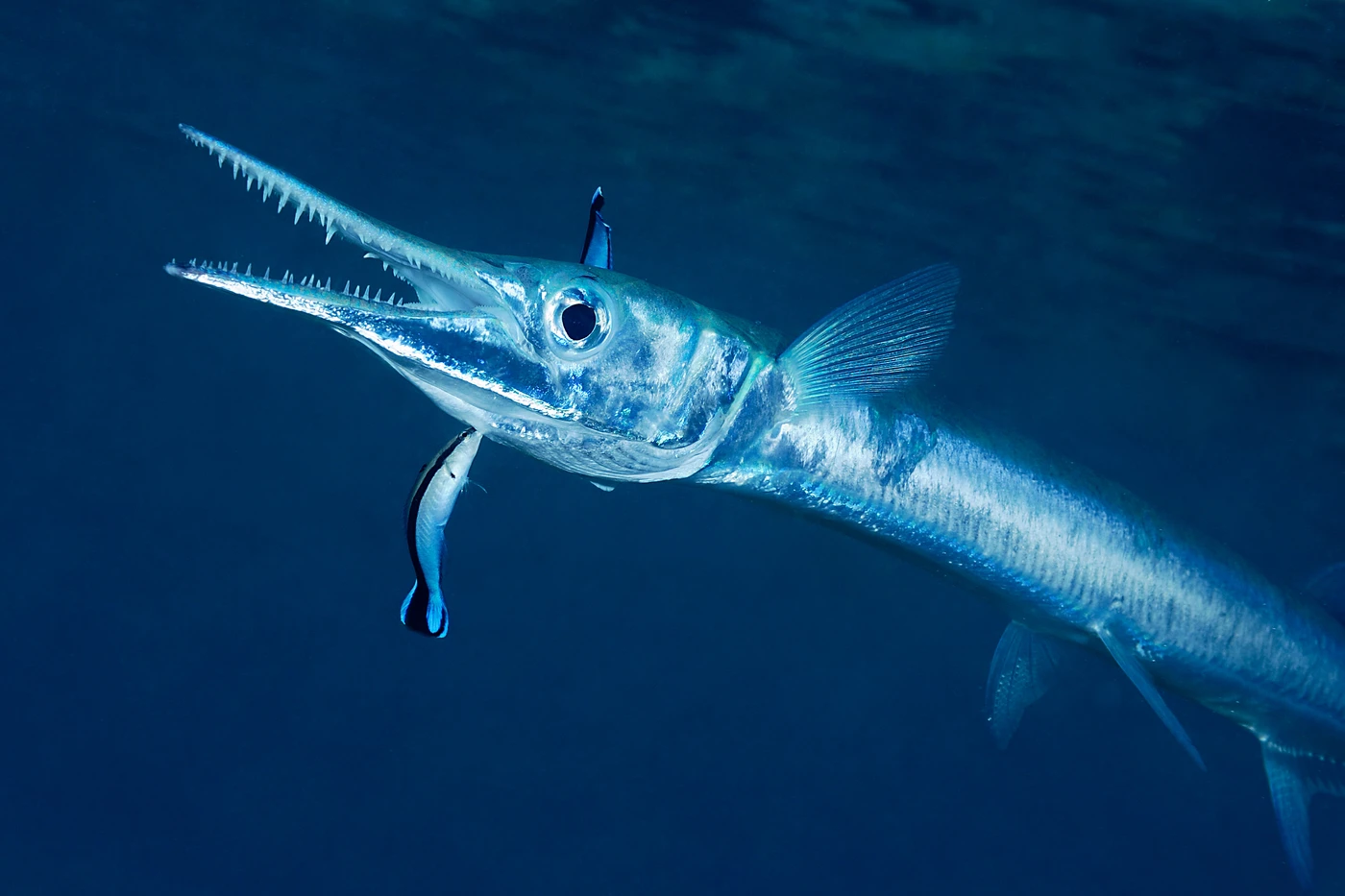 PULIZIA - Wide Angle gold by PAOLO BAUSANI, See in the Sea underwater photography contest
