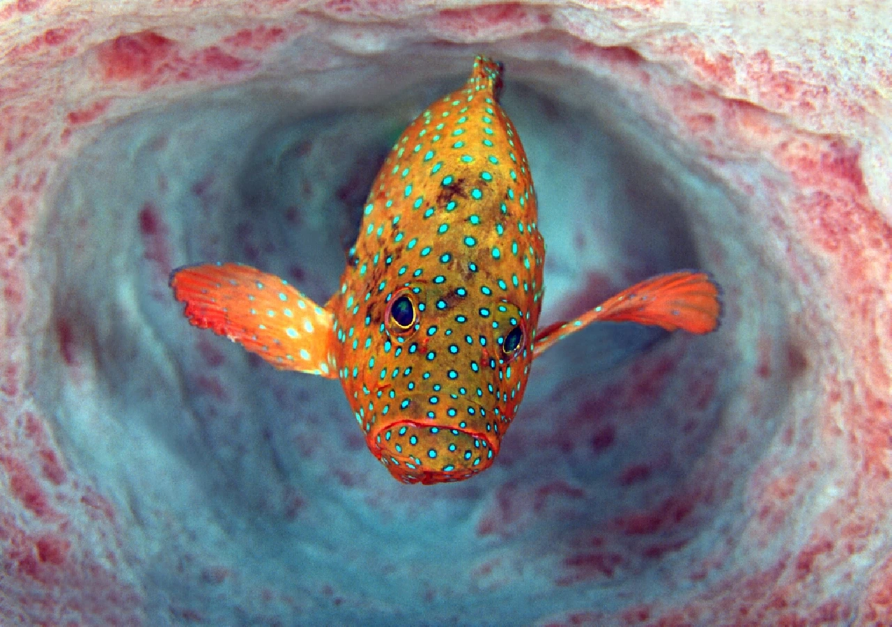 Out of the Tunnel - Open gold by Stefano Gradi, See in the Sea underwater photography contest