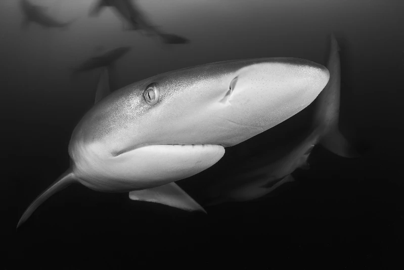 PINNA NERA - Special Mention gold by CLAUDIO GAZZAROLI, See in the Sea underwater photography contest