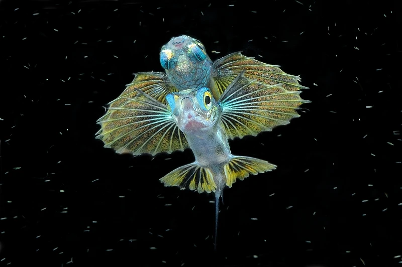 PESCE VOLANTE  - Macro gold by MICHELE DAVINO, See in the Sea underwater photography contest