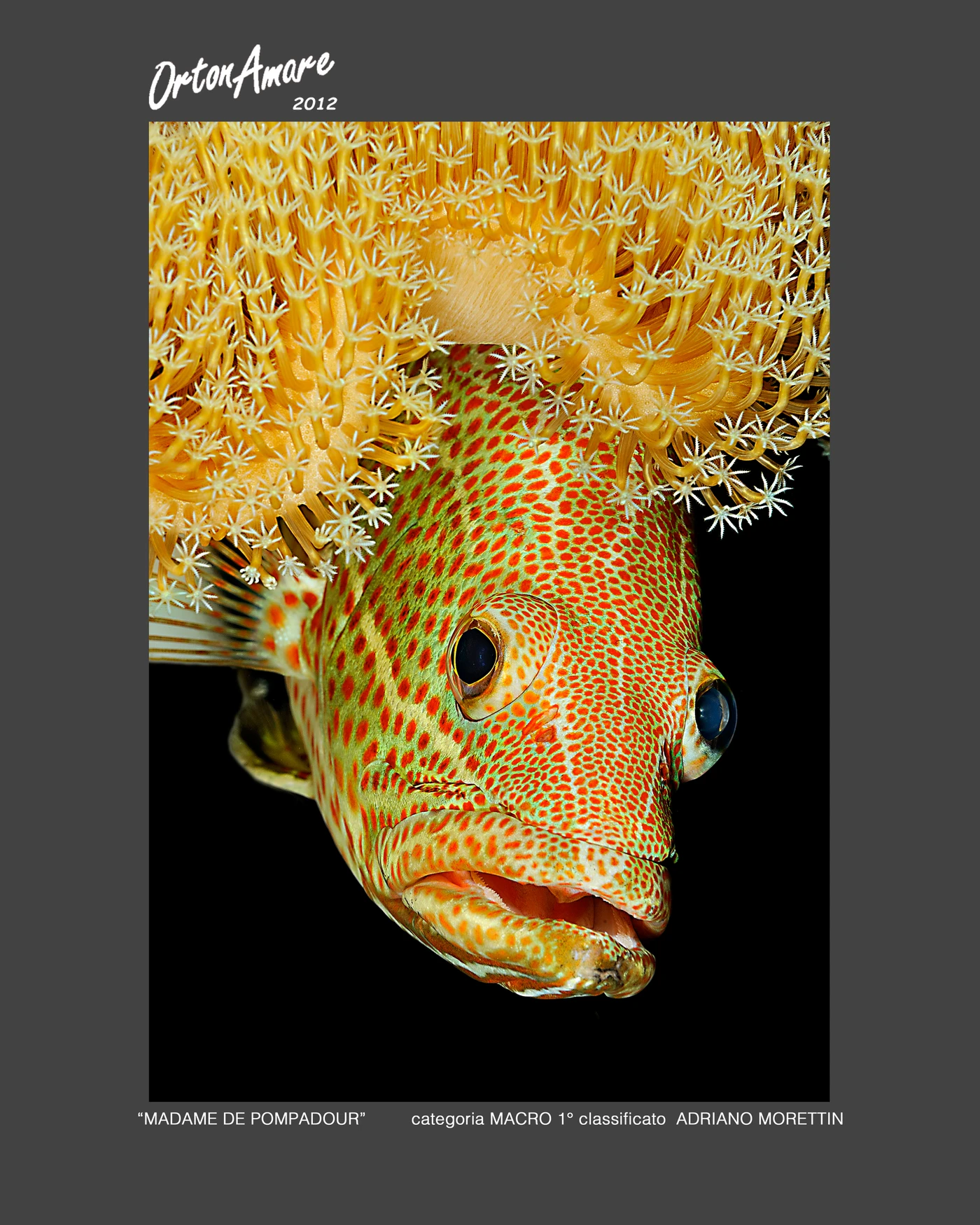 MADAME DE POMPADOUR - Macro gold by ADRIANO MORETTIN, See in the Sea underwater photography contest