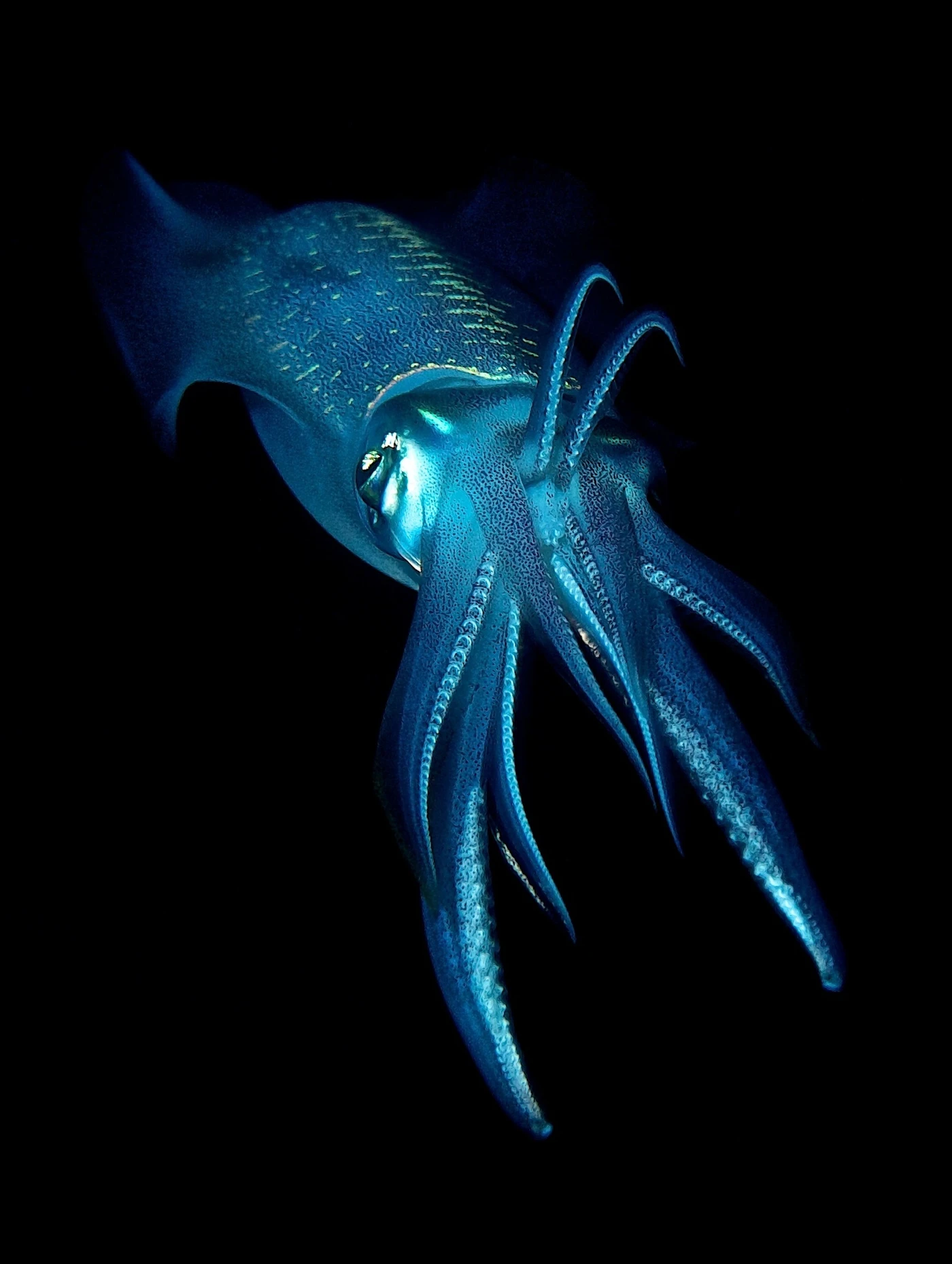 ALIEN NIGHT - Newcomers gold by FABIO  STRAZZI, See in the Sea underwater photography contest