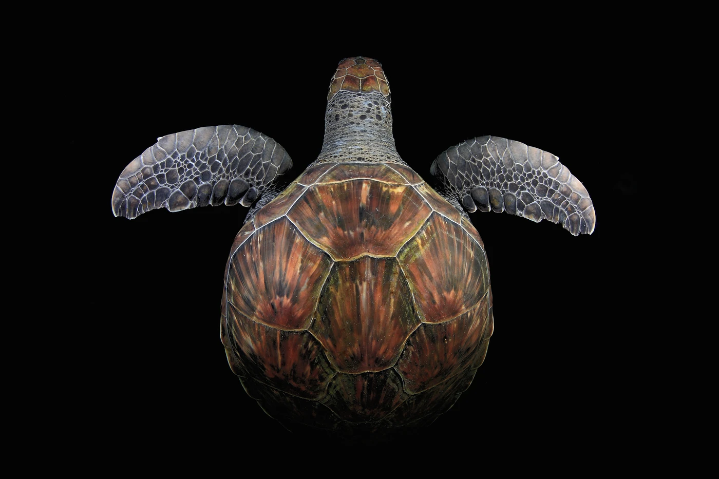 TORTUGA - Wide Angle gold by JOAQUIN  FERNANDEZ GUTIERREZ, See in the Sea underwater photography contest