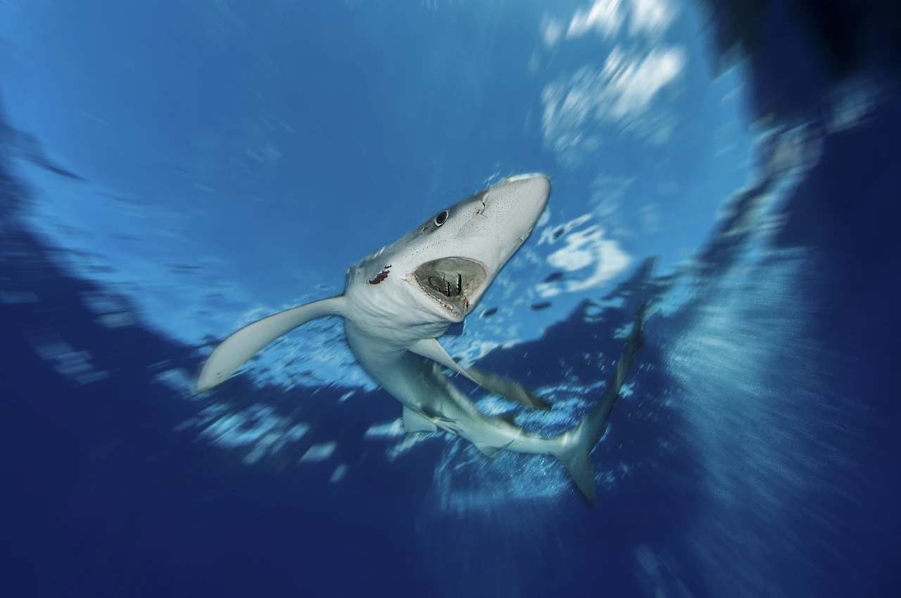 Blue Shark - Wide Angle gold by Filippo Borghi, See in the Sea underwater photography contest