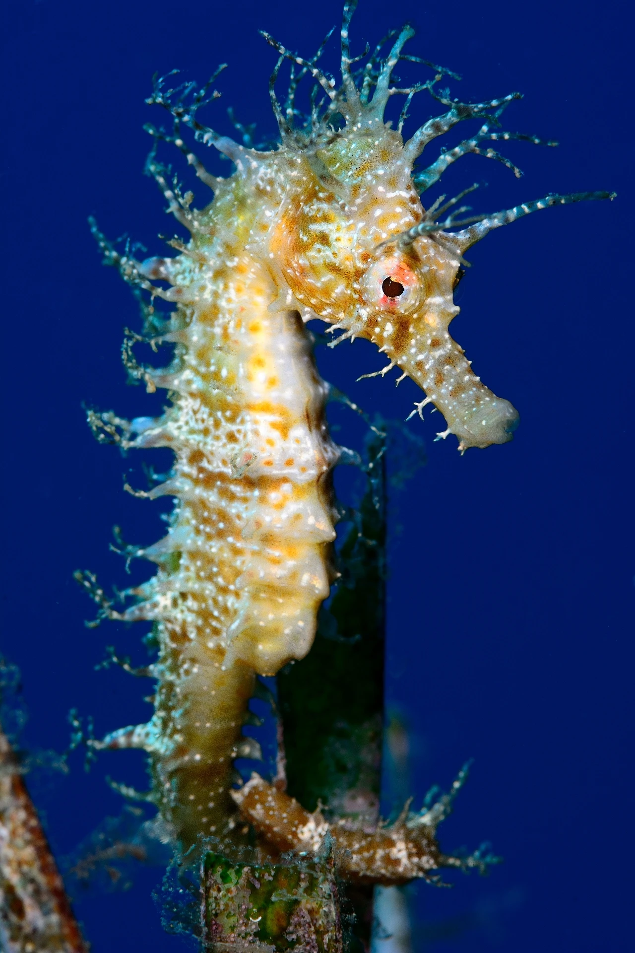 Hippocampus