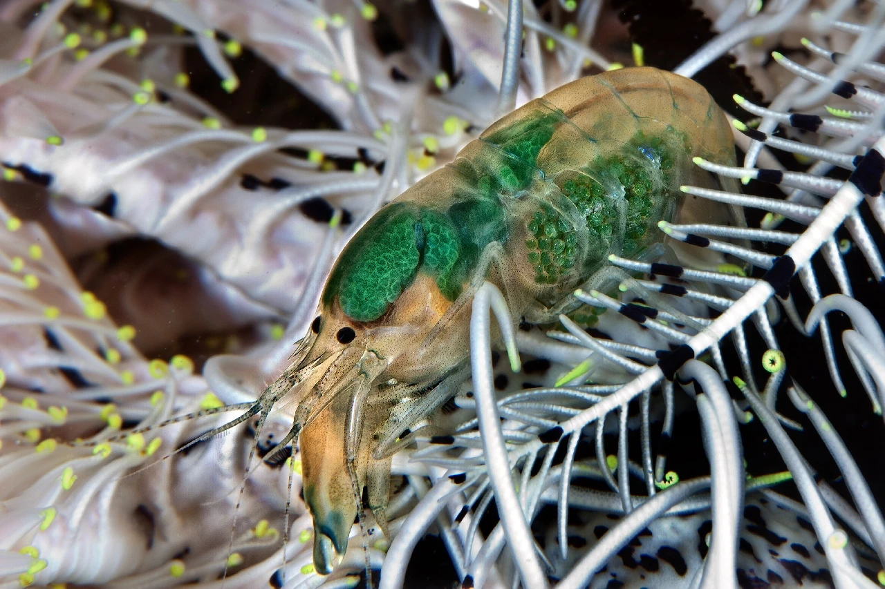 Trasparenze - Newcomers gold by Mario Bonelli, See in the Sea underwater photography contest