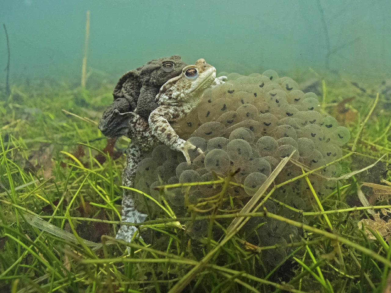 Parende Padden - Fresh Waters gold by Rooman Luc, See in the Sea underwater photography contest