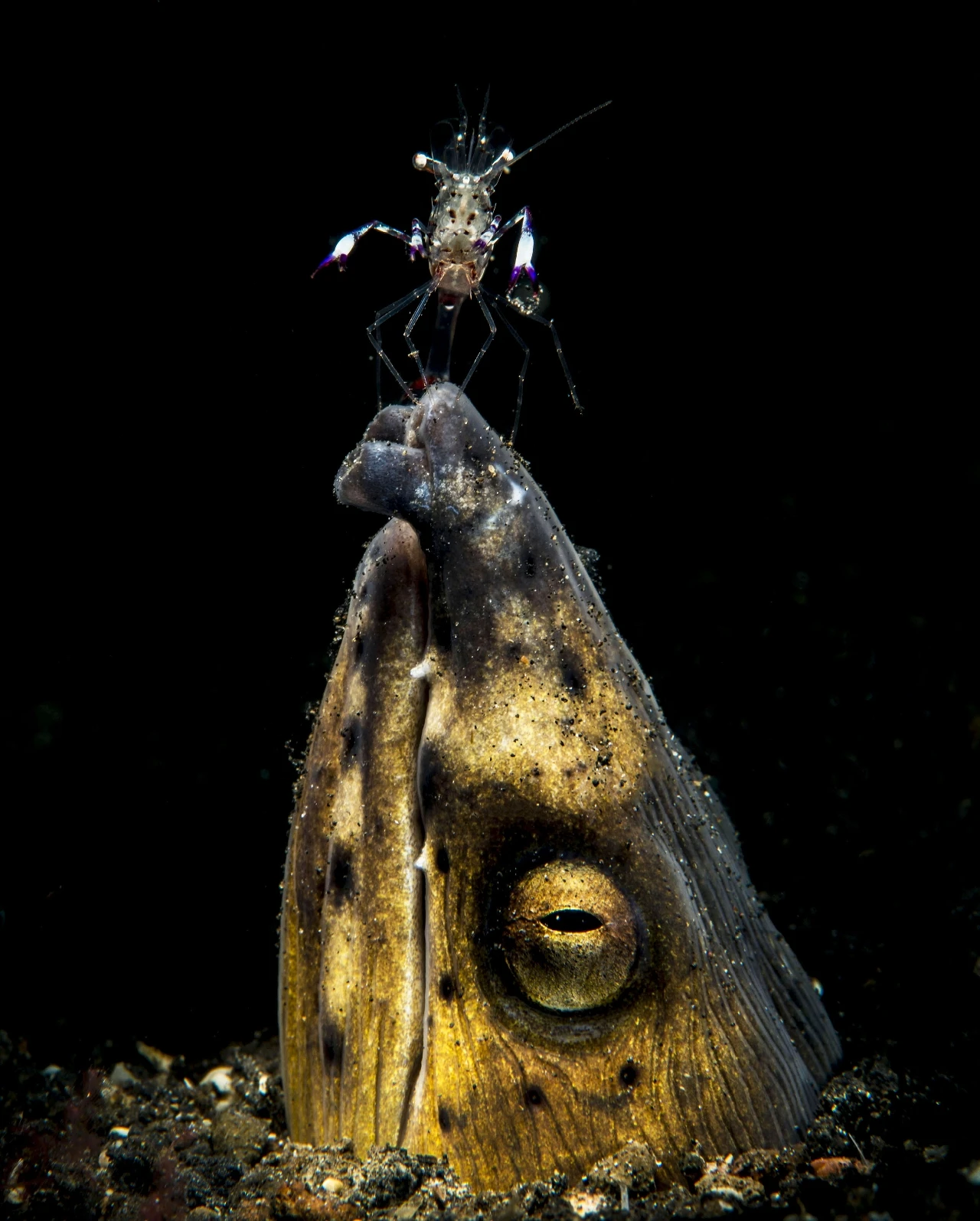 Acrobata - Macro gold by Giacomo Marchione, See in the Sea underwater photography contest