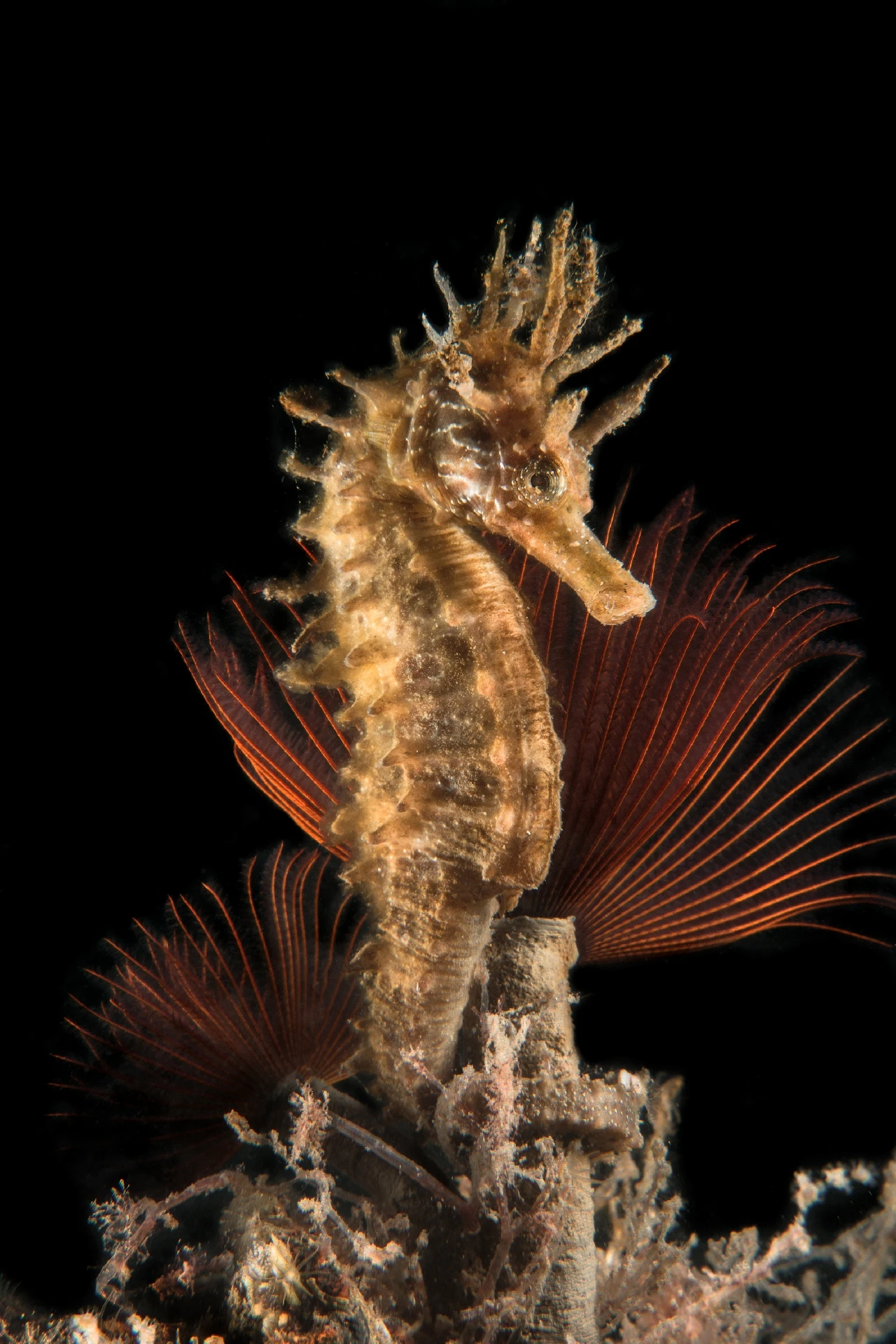 Inno Alla Gioia - Seahorse gold by Gianluca Romano, See in the Sea underwater photography contest