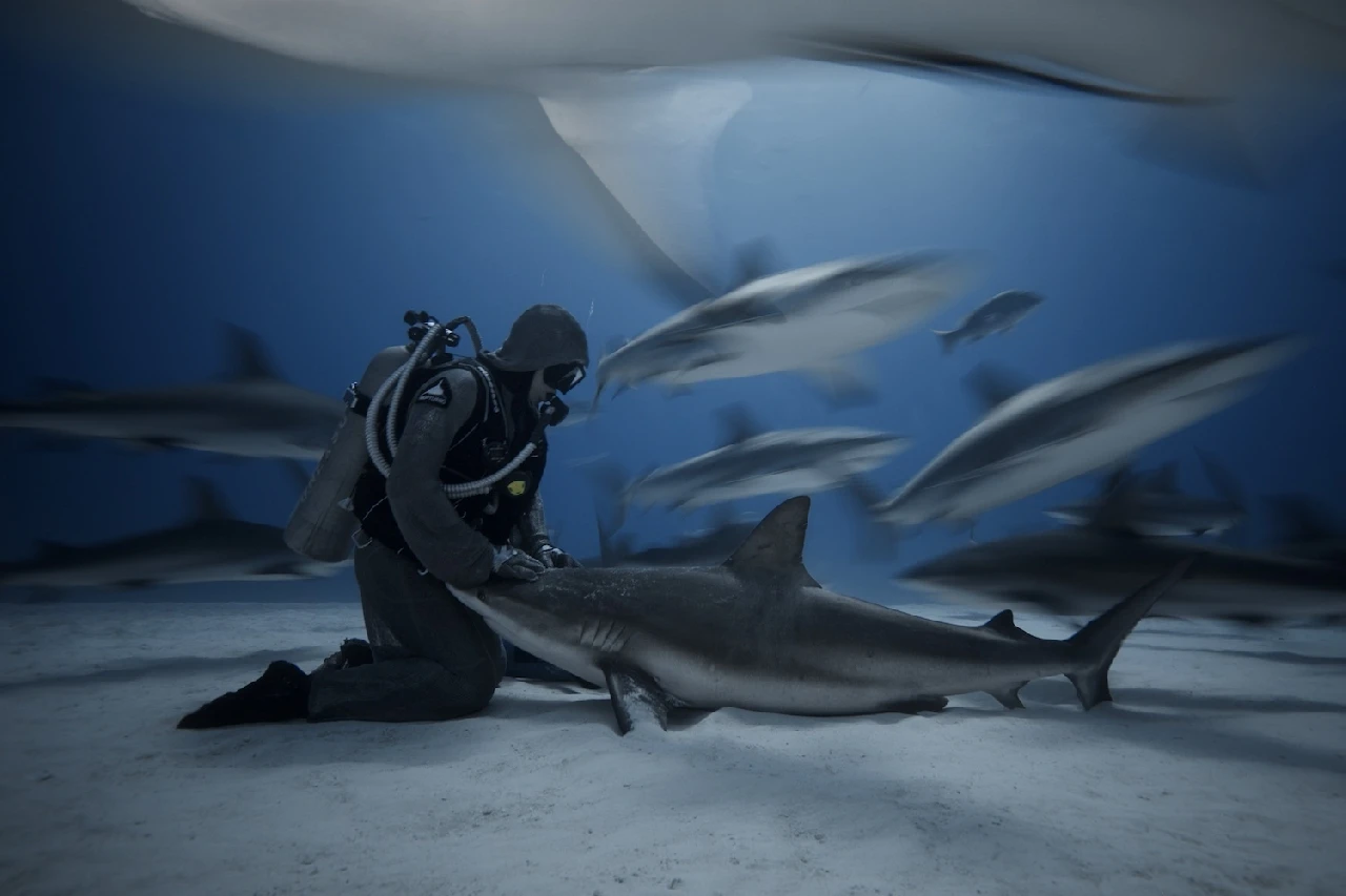Shark Whisperer - The Sea gold by Fan Ping, See in the Sea underwater photography contest
