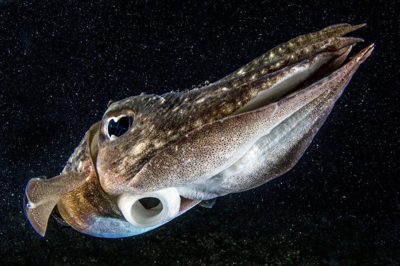 In Un Cielo Trapunto Di Stelle - Molluscs gold by Gabriella Luongo, See in the Sea underwater photography contest
