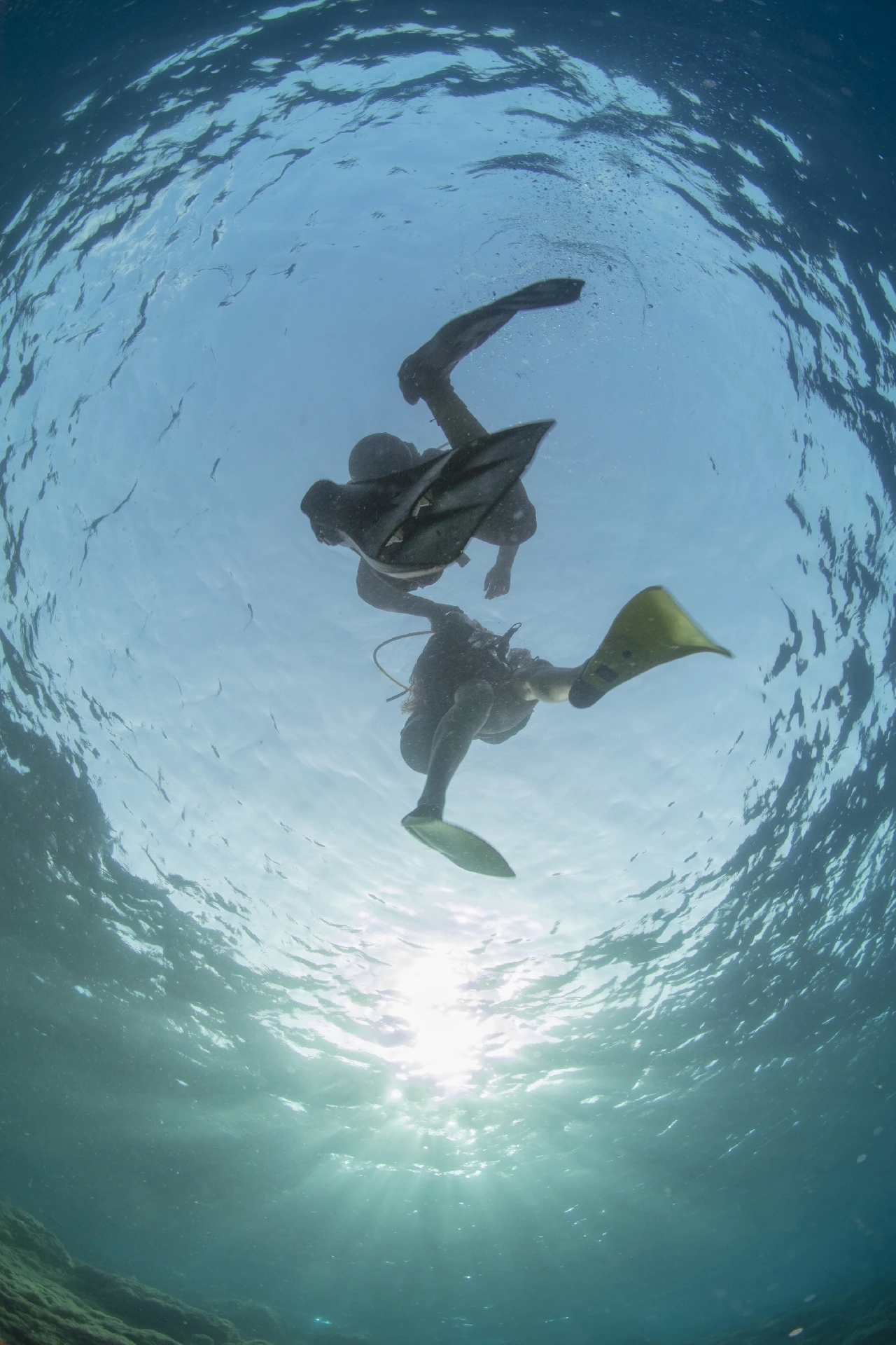 In Coppia - Dan Europe Photography Security gold by Stefano Cerbai, See in the Sea underwater photography contest