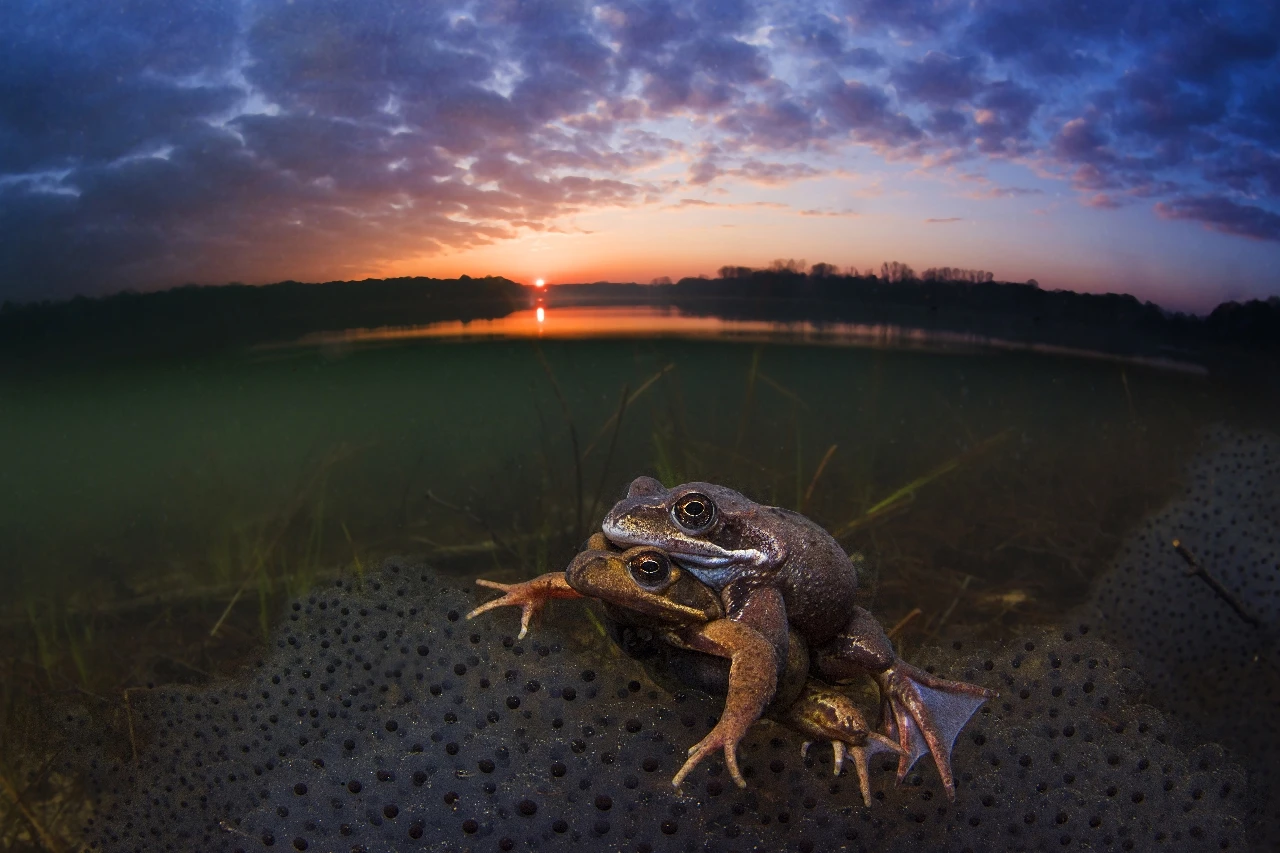 Mating Frogs - Wide Angle gold by Luc Rooman, See in the Sea underwater photography contest