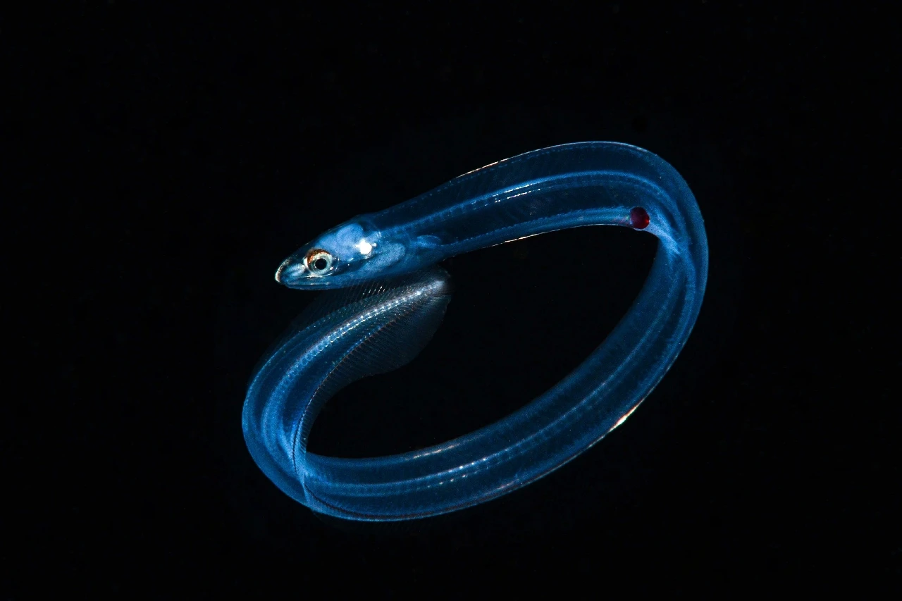 Cucciolo Dagli Abissi