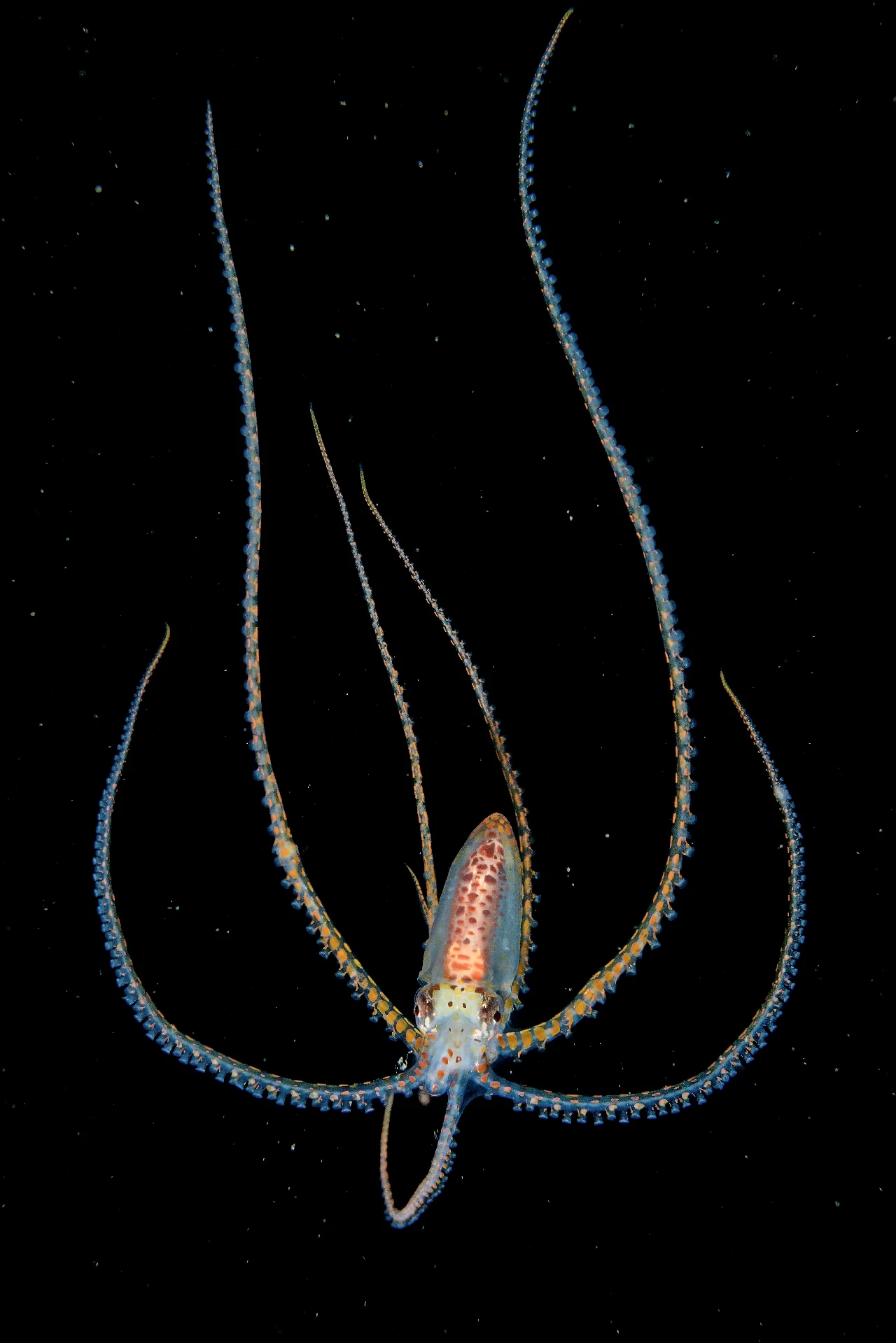 Dancing - Macro gold by Songda Cai, See in the Sea underwater photography contest