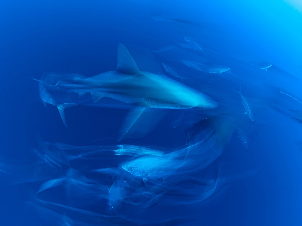 Sharks - Wide Angle gold by Hoarau Galice, See in the Sea underwater photography contest