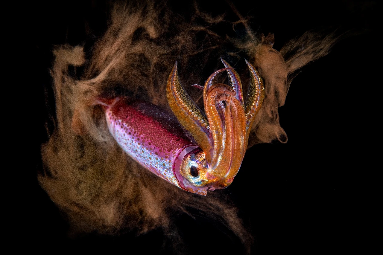 Fluido Mortale - Macro gold by Paolo Bausani, See in the Sea underwater photography contest