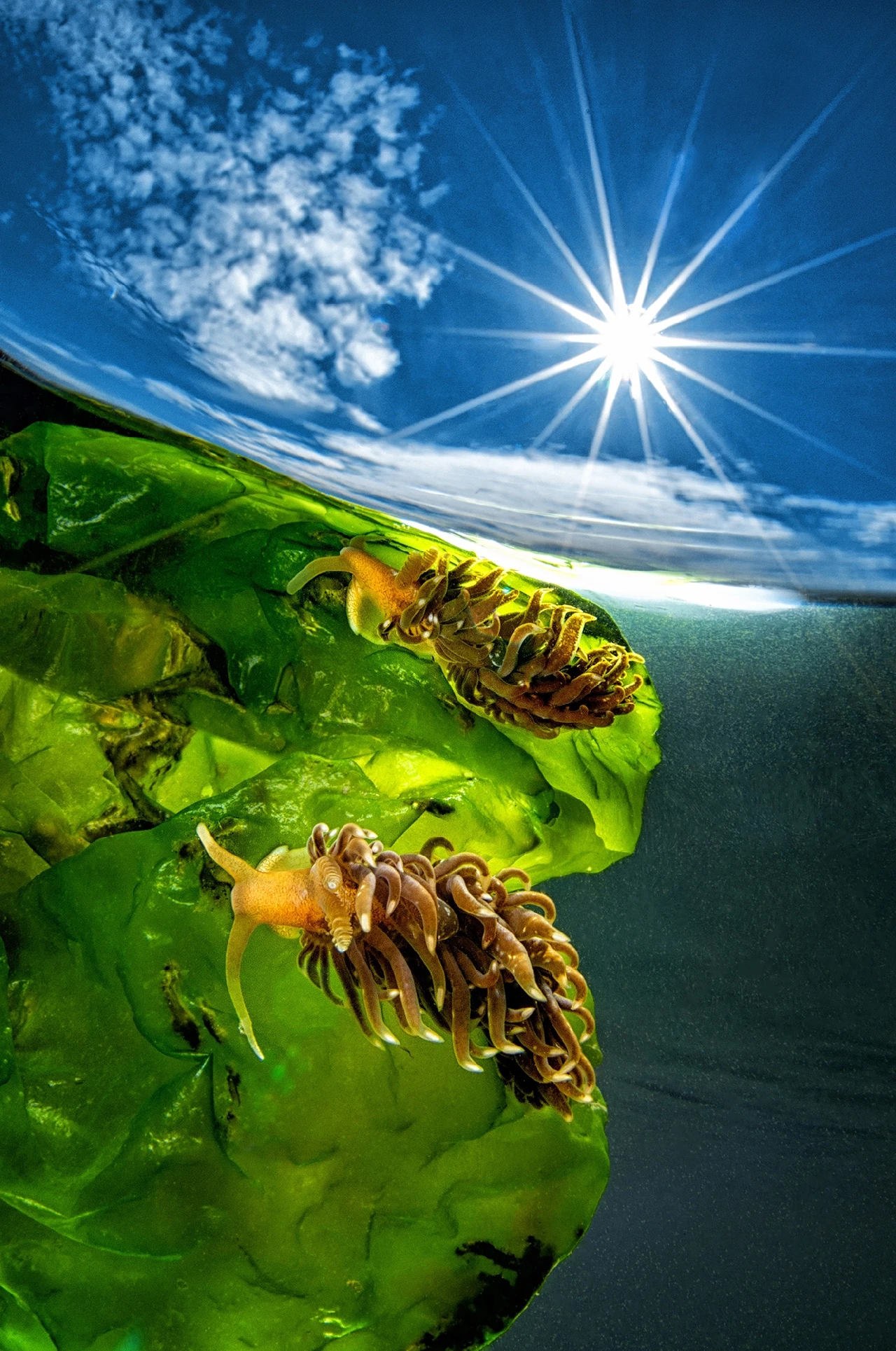 Solar Reflection