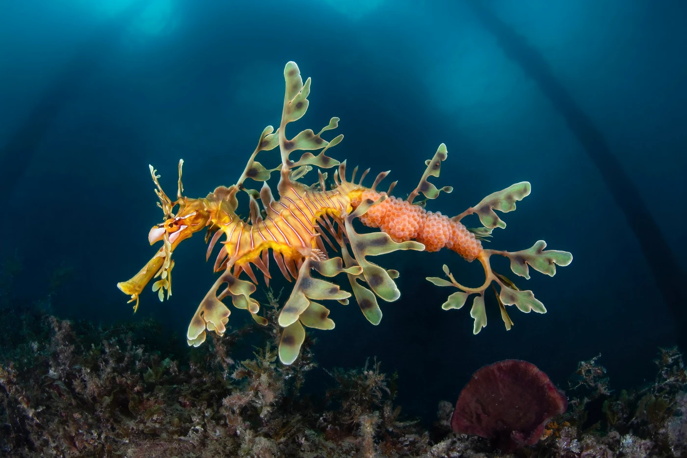 Sea Dragon - Wide Angle gold by Stefano Cerbai, See in the Sea underwater photography contest