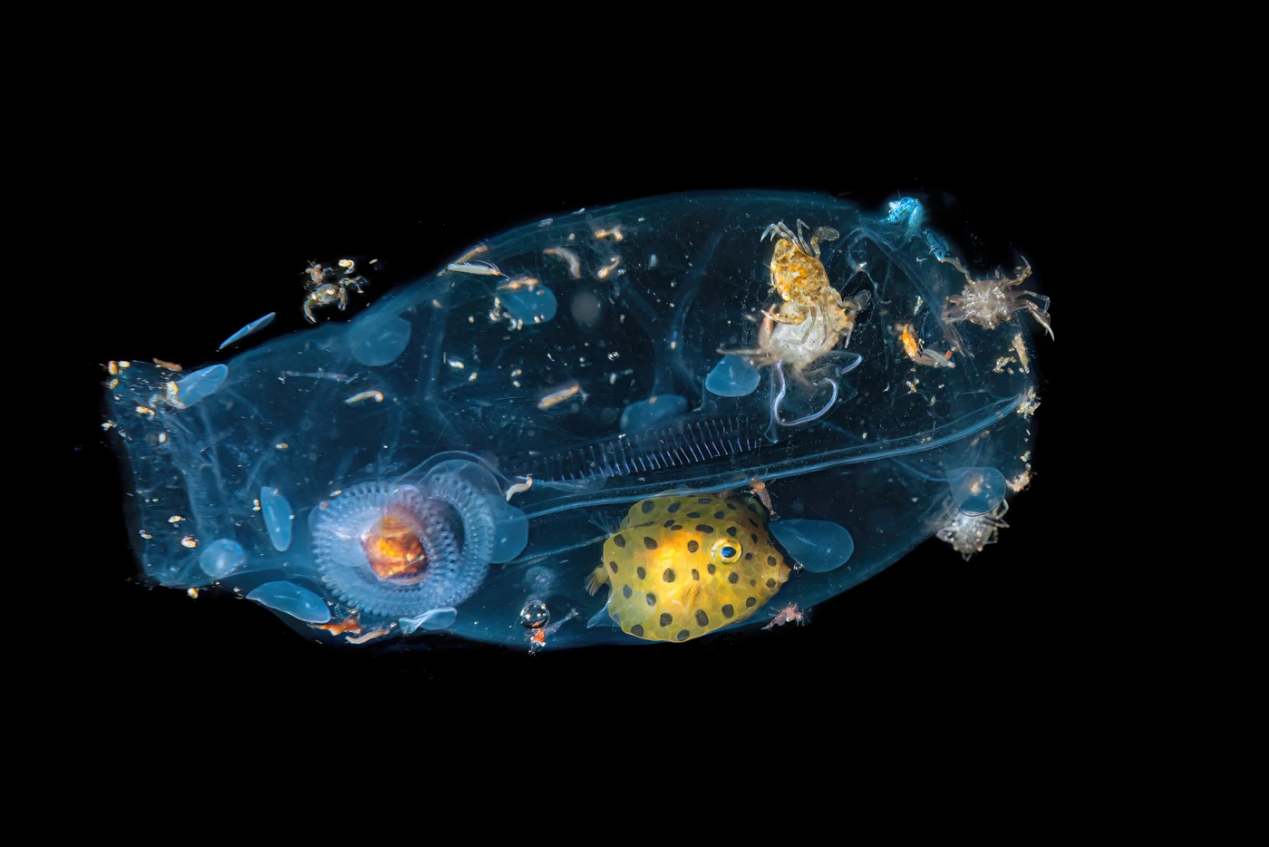 Vite Protette - Macro gold by Massimo Giorgetta, See in the Sea underwater photography contest
