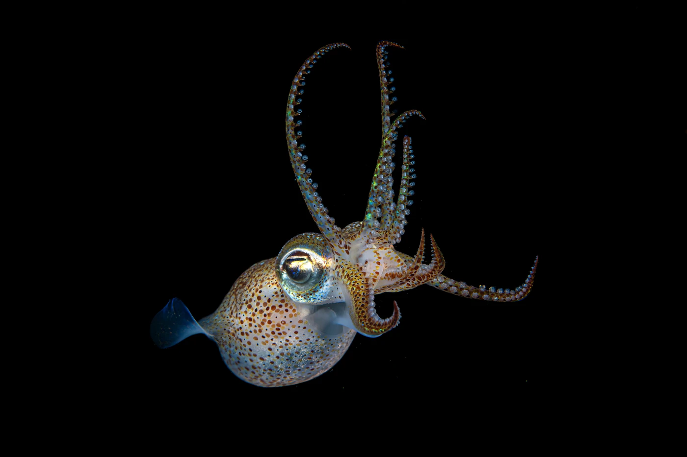 Sepiola by Francesco Visintin — Mediterranean Portfolio 2nd place — photograph 1 of 3 — Argentario, Cala Grande, Grosseto — See in the Sea 2025 international underwater photography contest