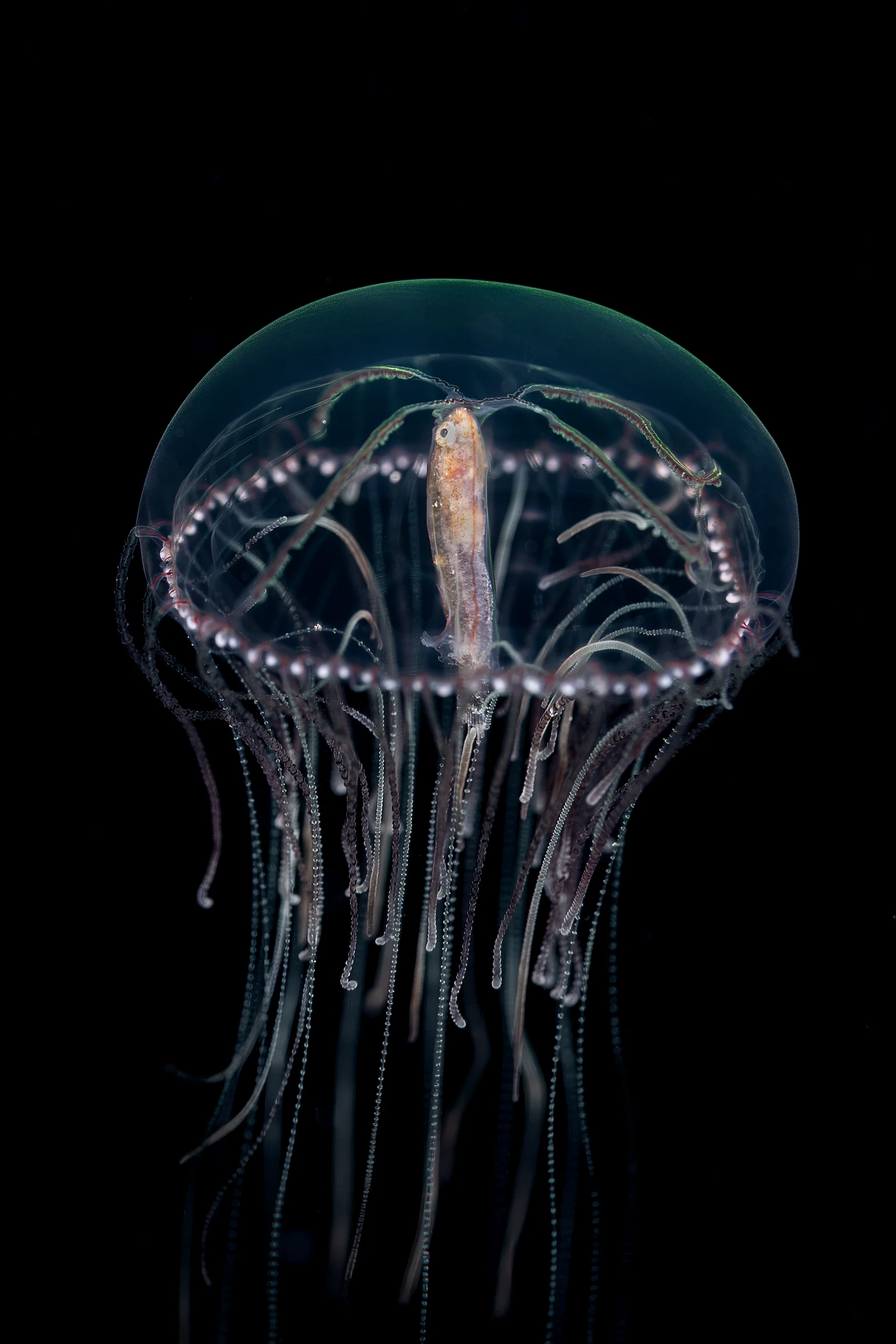 On a Full Belly by Umberto Raganato — Macro 1st place — Santa Caterina di Nardò, LE — See in the Sea 2025 international underwater photography contest