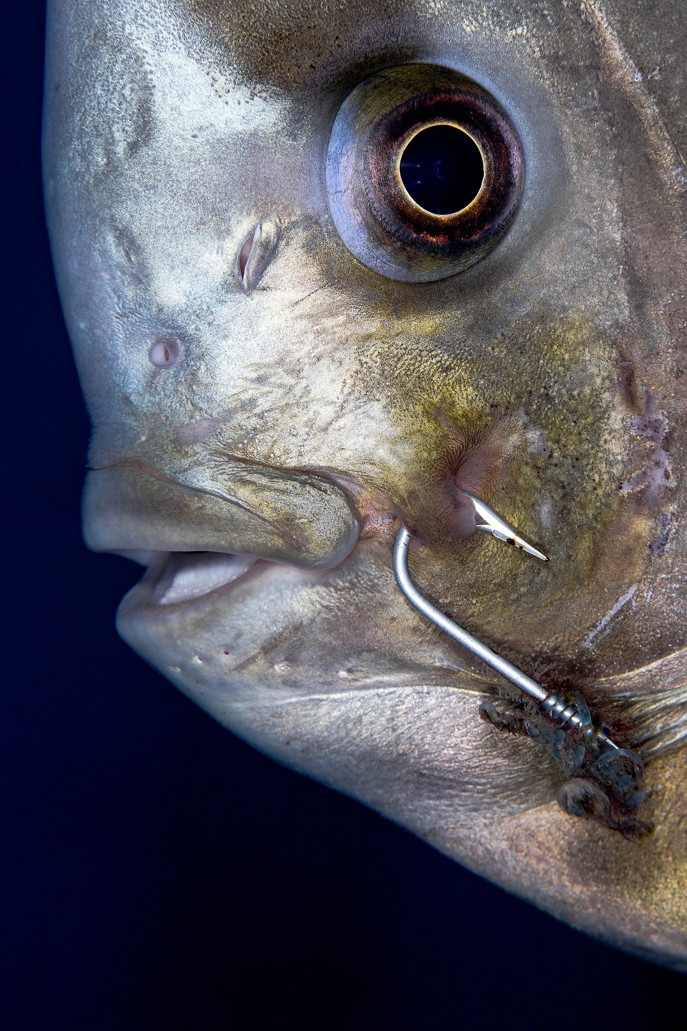 Piercing by Renata Romeo — Macro 3rd place — Hurghada, Egypt — See in the Sea 2025 international underwater photography contest