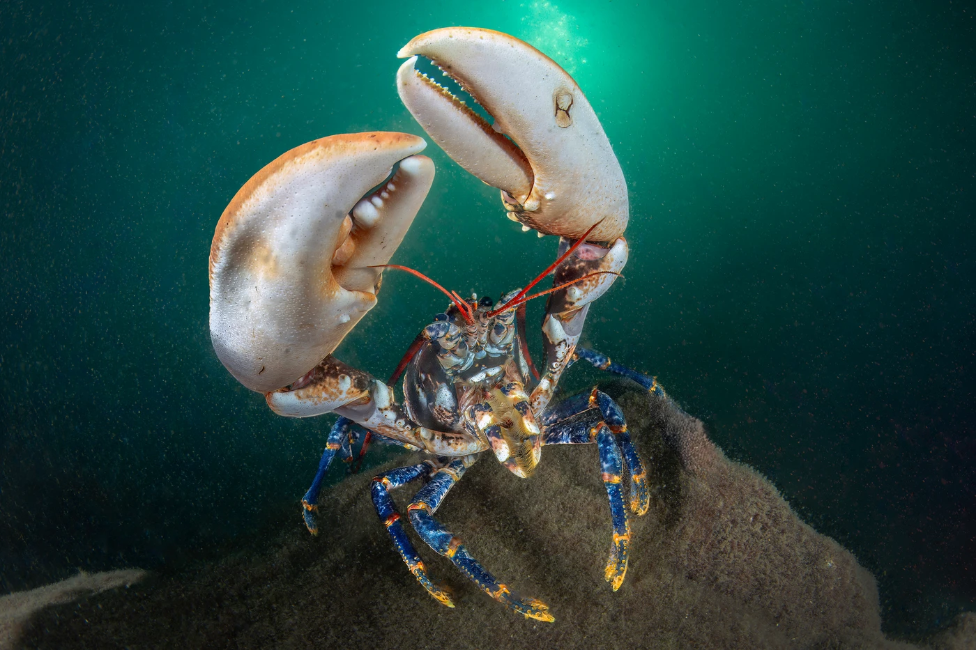 Angry by Mimmo Roscigno — Mediterranean Portfolio 1st place — photograph 1 of 3 — Marina Grande, Sorrento — See in the Sea 2025 international underwater photography contest
