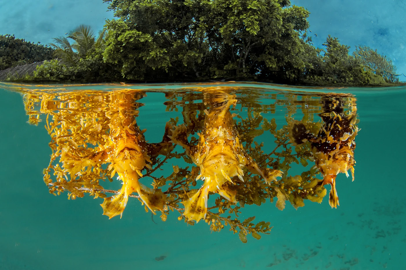 … what a shot! by Marco Giuliano — Wide Angle 1st place — Raja Ampat, Southwest Papua, Indonesia — See in the Sea 2025 international underwater photography contest