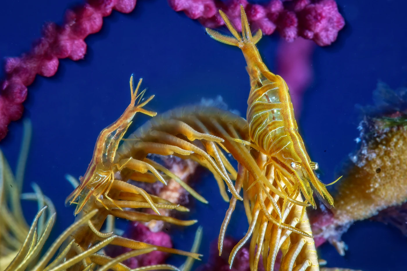 Forever by Mimmo Roscigno — Mediterranean Portfolio 1st place — photograph 3 of 3 — Santa Croce Bank, Gulf of Naples — See in the Sea 2025 international underwater photography contest