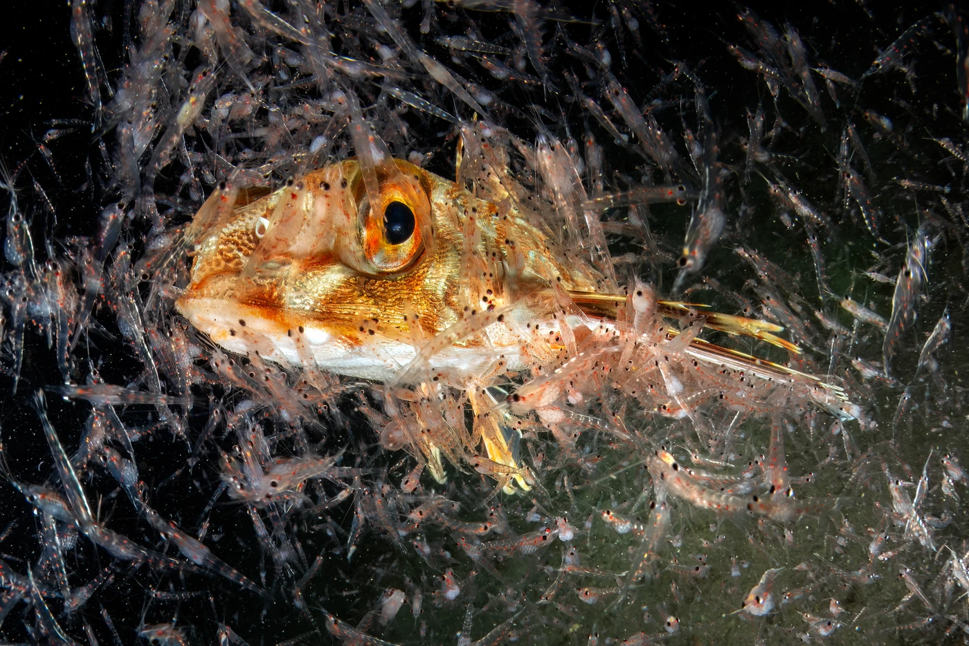 Primordial Broth by Mimmo Roscigno — Mediterranean Portfolio 1st place — photograph 2 of 3 — Saline Joniche, RC — See in the Sea 2025 international underwater photography contest