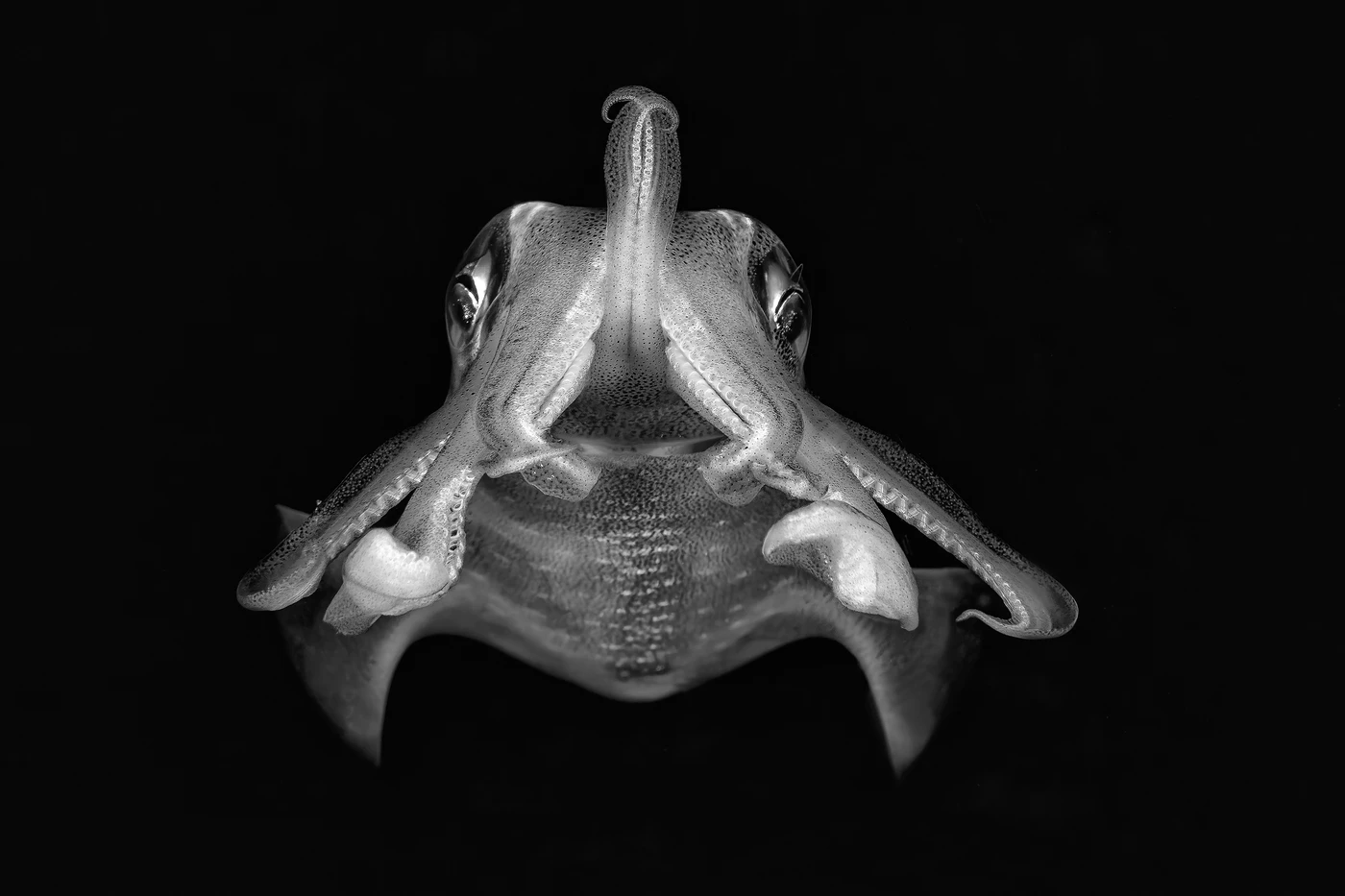 Face to Face by Yves Guenot — Black and White 3rd place — North Sulawesi, Indonesia — See in the Sea 2025 international underwater photography contest