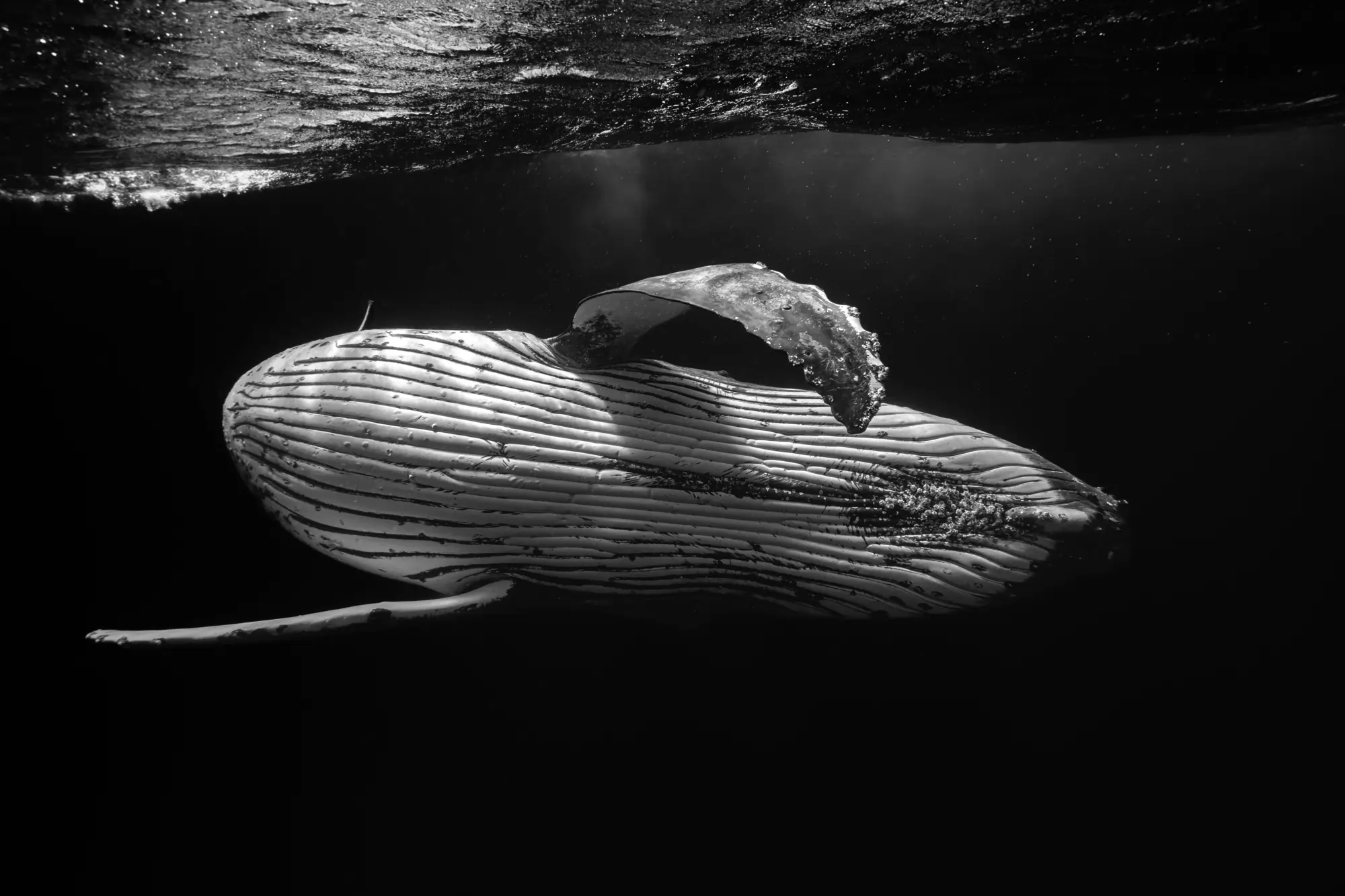 Underwater photograph by Marco Domenicucci - See in the Sea International Underwater Photography Contest